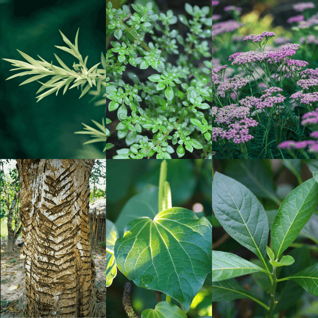 Indigenous Healing Plants Across Cultures