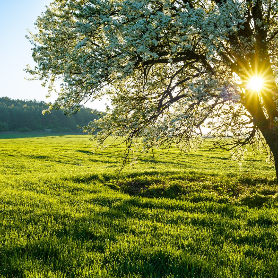 You Do You, But We Don’t Do Tallow