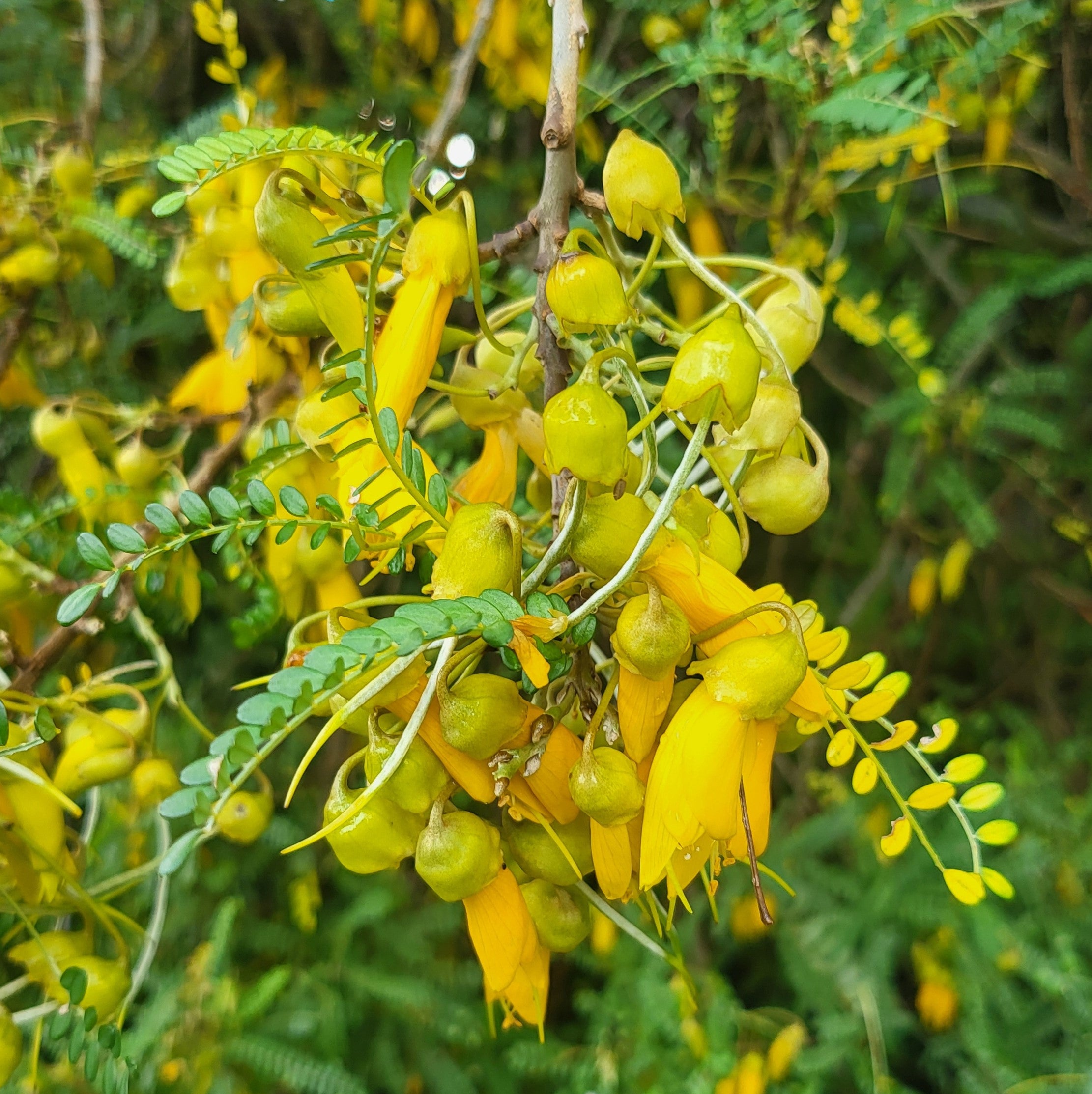 Kowhai Anti-Itch Gel