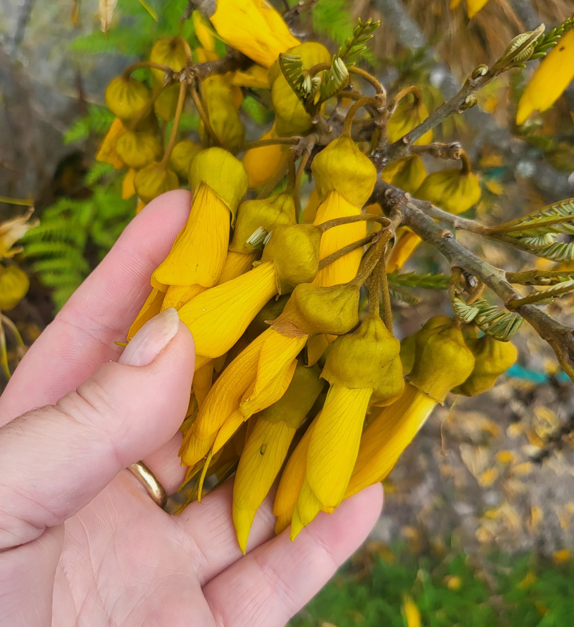 Kowhai Anti-Itch Gel