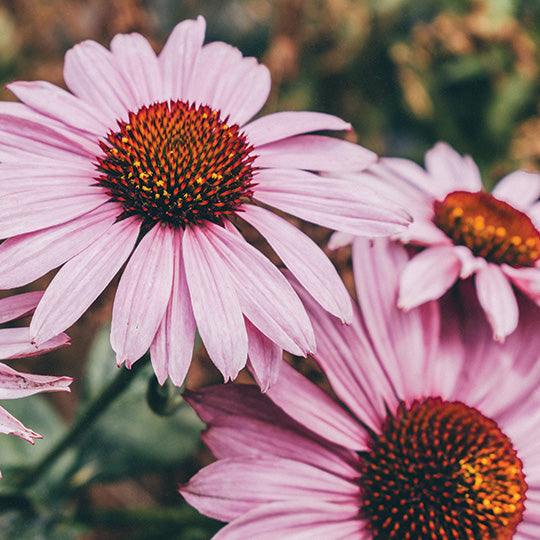 How To Make Echinacea Tincture