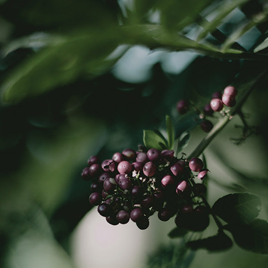 Fresh Elderberry Syrup Recipe