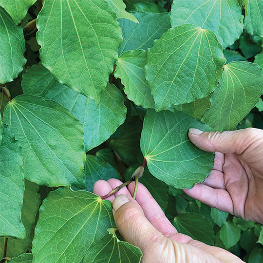 Uses of the Mighty Kawakawa