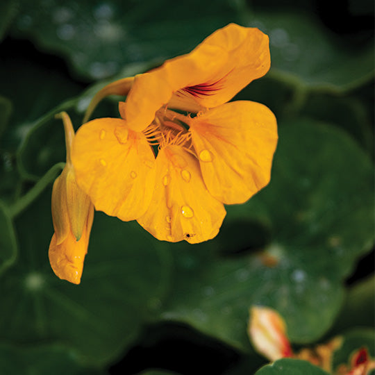 Nasturtiums - Powerfully Antibacterial!