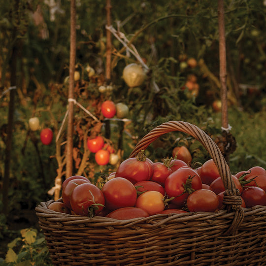 The BEST Homemade Tomato Sauce