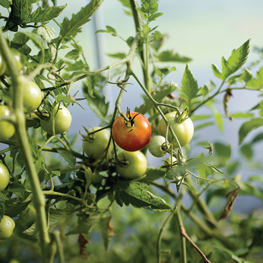 Great Nana's Tomato Relish