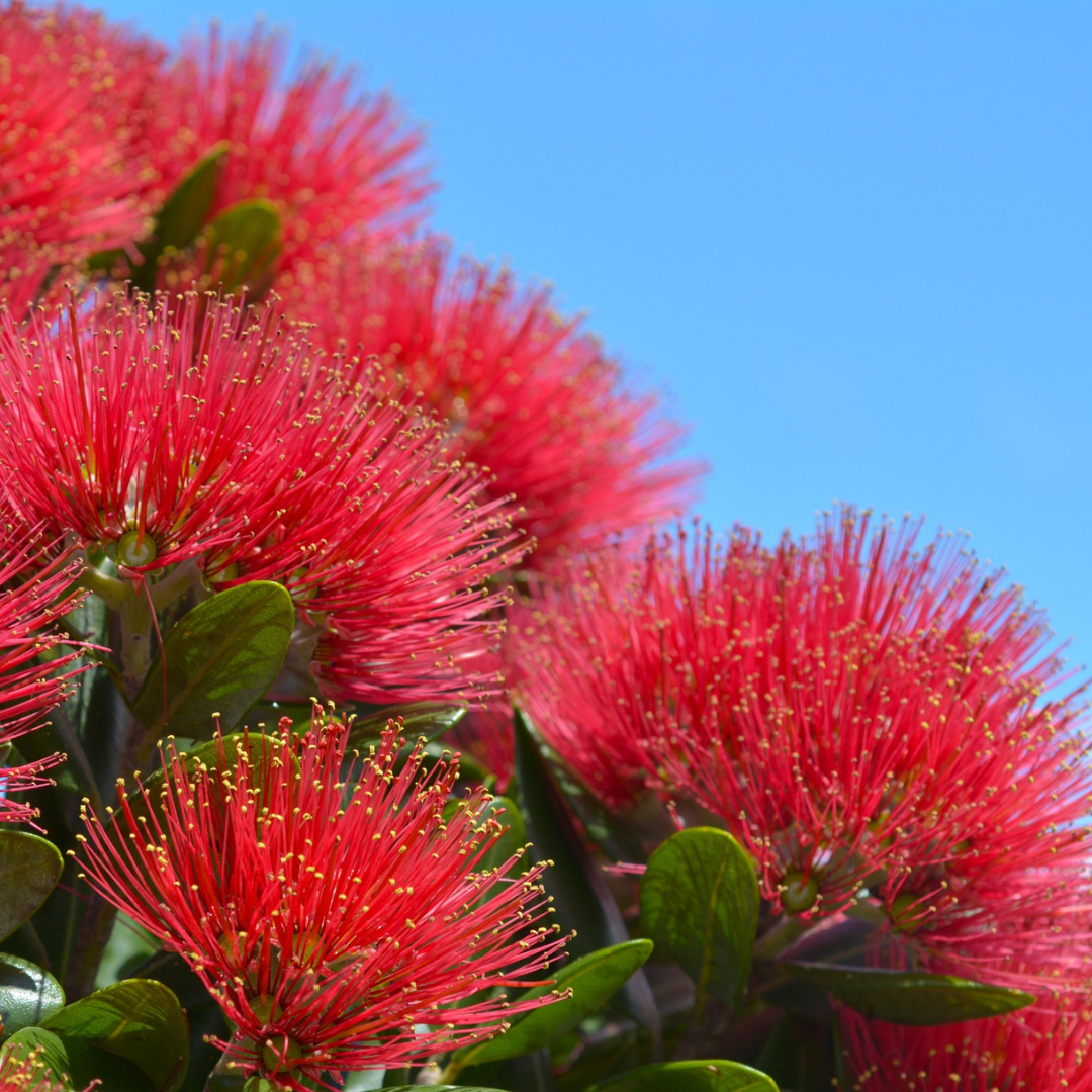 Top 10 Nature Body Gifts for Everyone on Your Christmas List