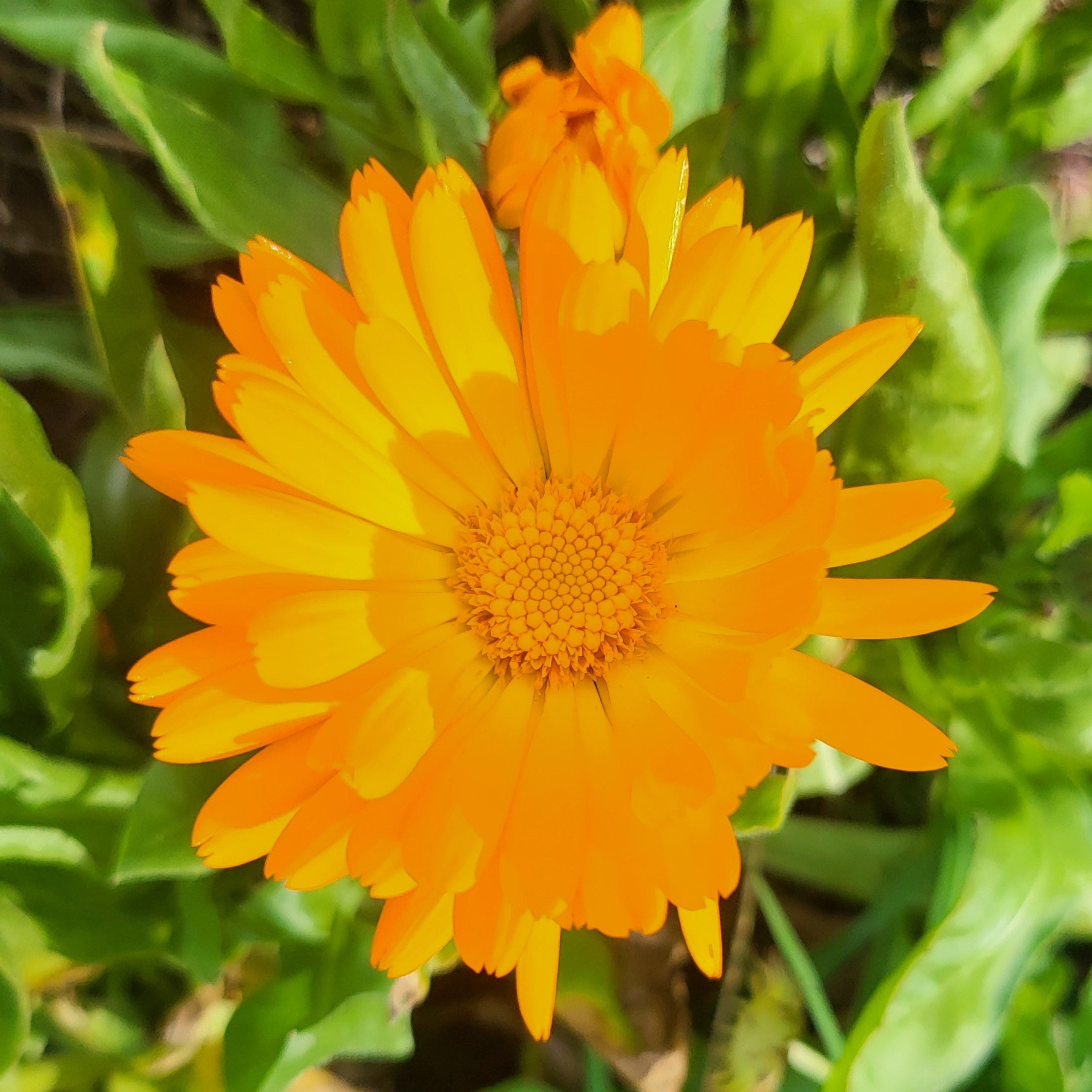 Organic Calendula Balm